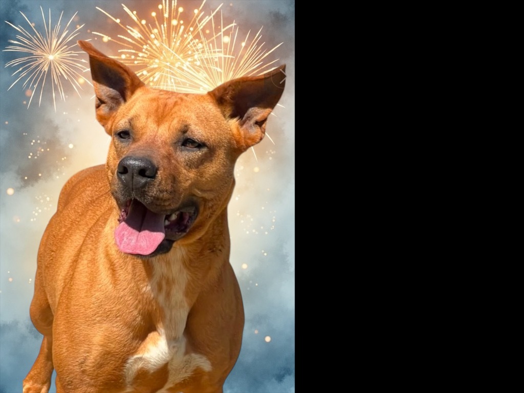 SKY, an adoptable Boxer, Black Mouth Cur in Crossville, TN, 38557 | Photo Image 3