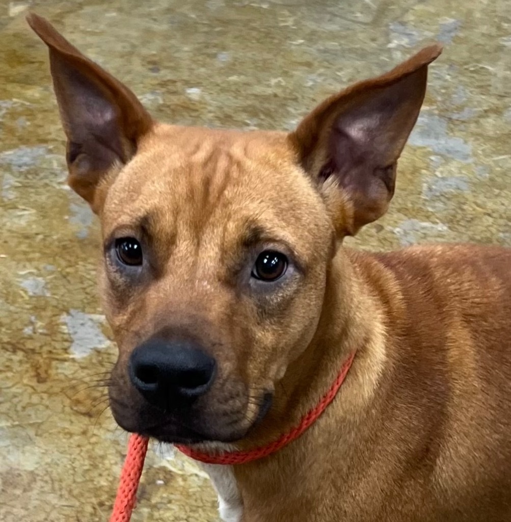 SKY, an adoptable Carolina Dog, Mixed Breed in Crossville, TN, 38557 | Photo Image 4