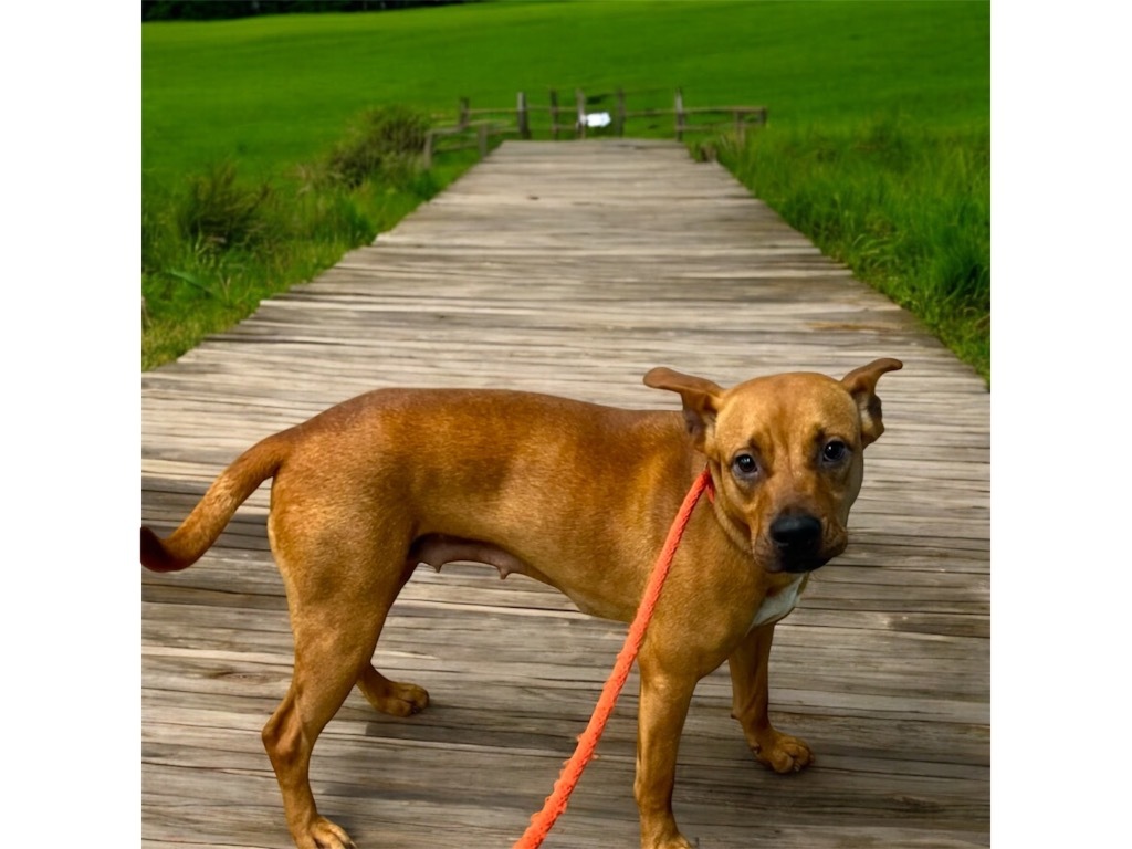 SKY, an adoptable Carolina Dog, Mixed Breed in Crossville, TN, 38557 | Photo Image 4