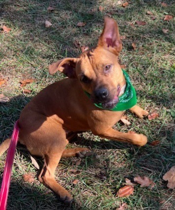 SKY, an adoptable Carolina Dog, Mixed Breed in Crossville, TN, 38557 | Photo Image 5