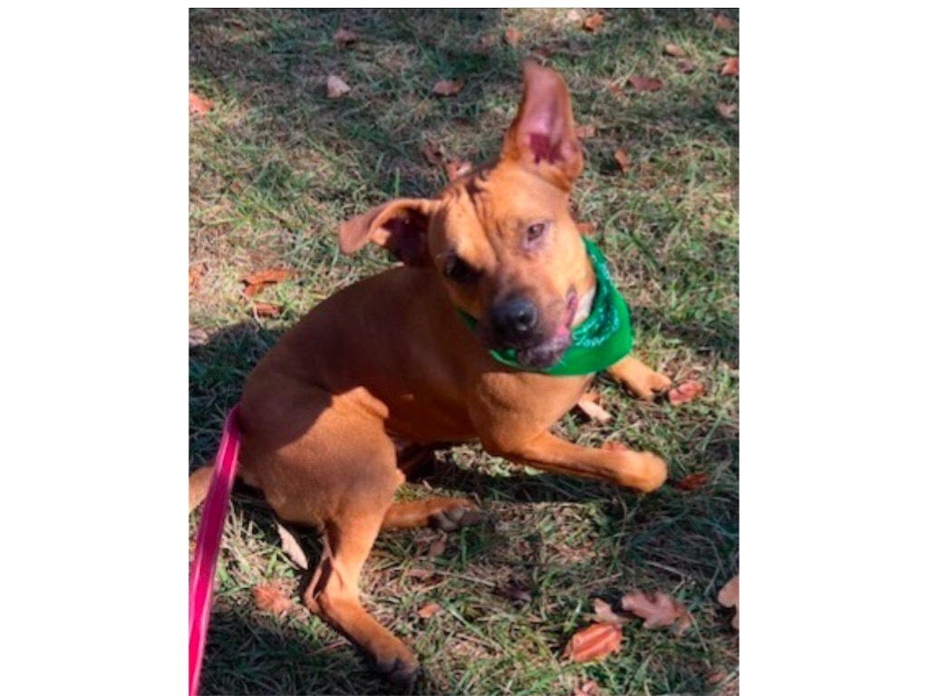 SKY, an adoptable Carolina Dog, Mixed Breed in Crossville, TN, 38557 | Photo Image 5