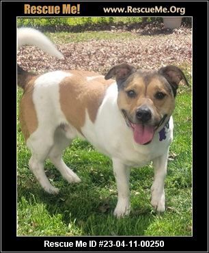 Jack russell hot sale rescue me