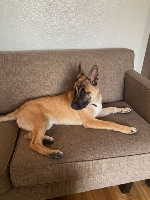 Ripley Belgian Shepherd / Malinois Dog