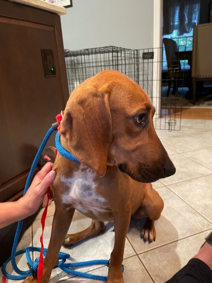 does the redbone coonhound have infectious disease