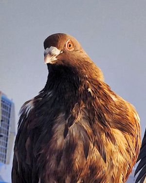 Cocoa w/ Oreo Pigeon Bird