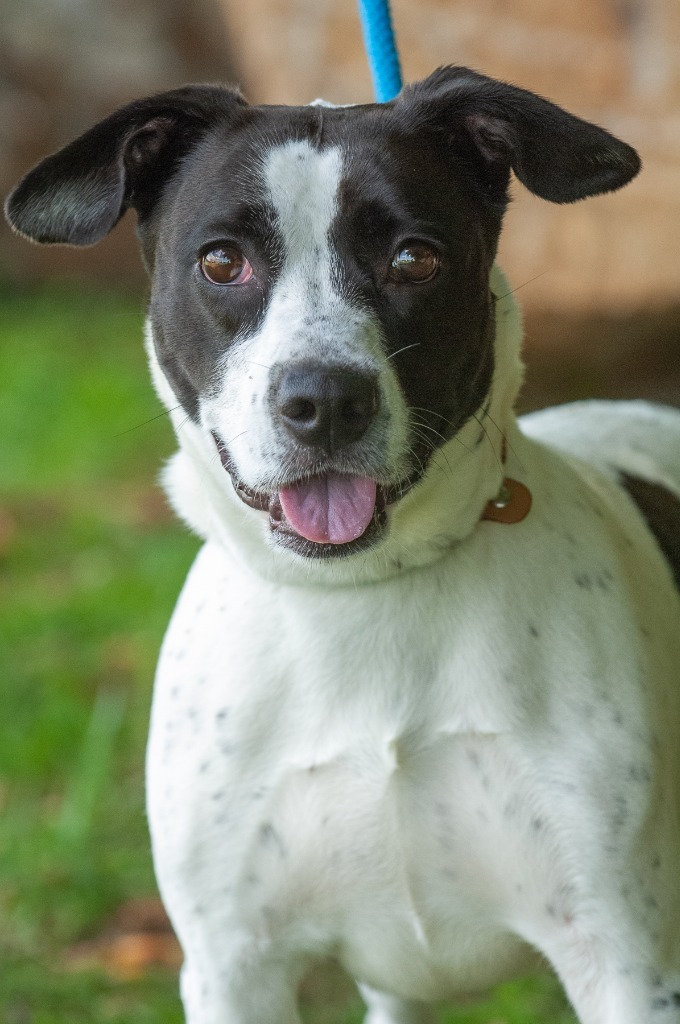 Danielle, an adoptable Pit Bull Terrier in Johnson City, TN, 37604 | Photo Image 1