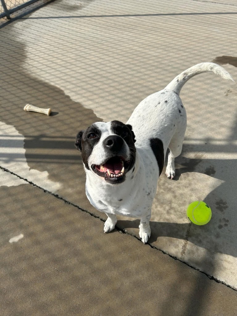 Danielle, an adoptable Pit Bull Terrier in Johnson City, TN, 37604 | Photo Image 1