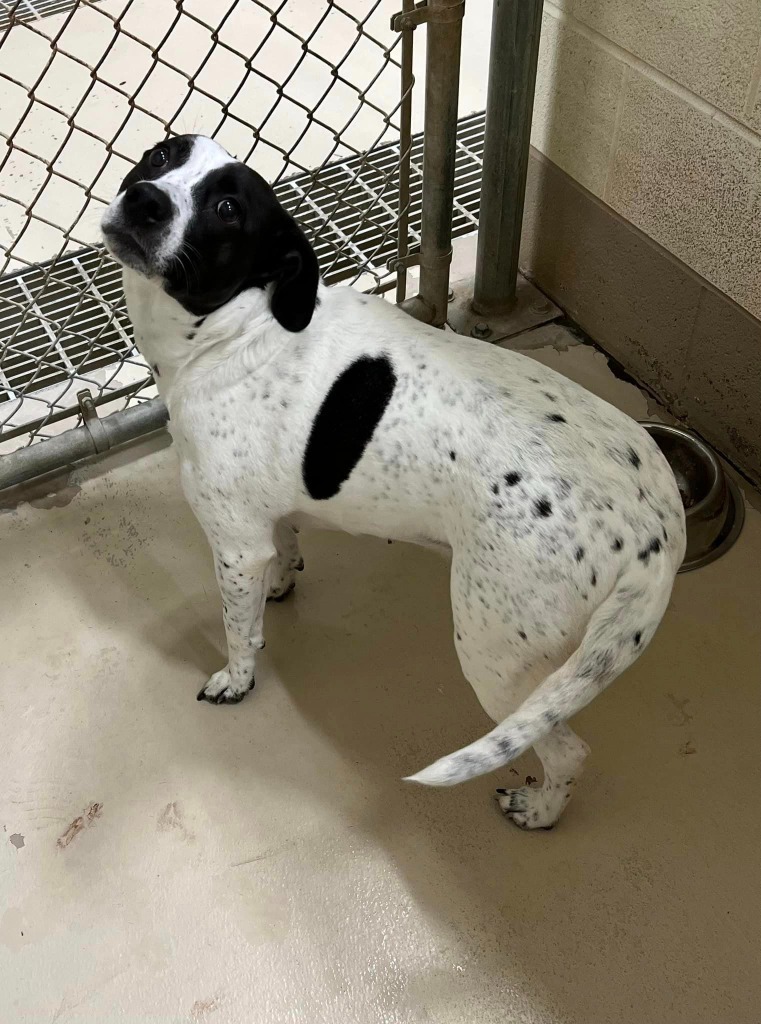 Danielle, an adoptable Pit Bull Terrier in Johnson City, TN, 37604 | Photo Image 2