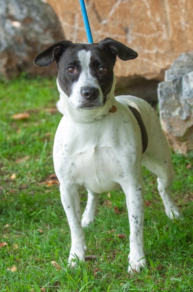 Danielle, an adoptable Pit Bull Terrier in Johnson City, TN, 37604 | Photo Image 3