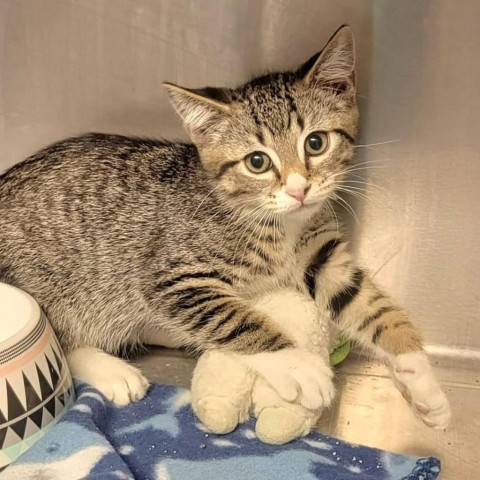 Lupa, an adoptable Domestic Short Hair in Green Cove Springs, FL, 32043 | Photo Image 1