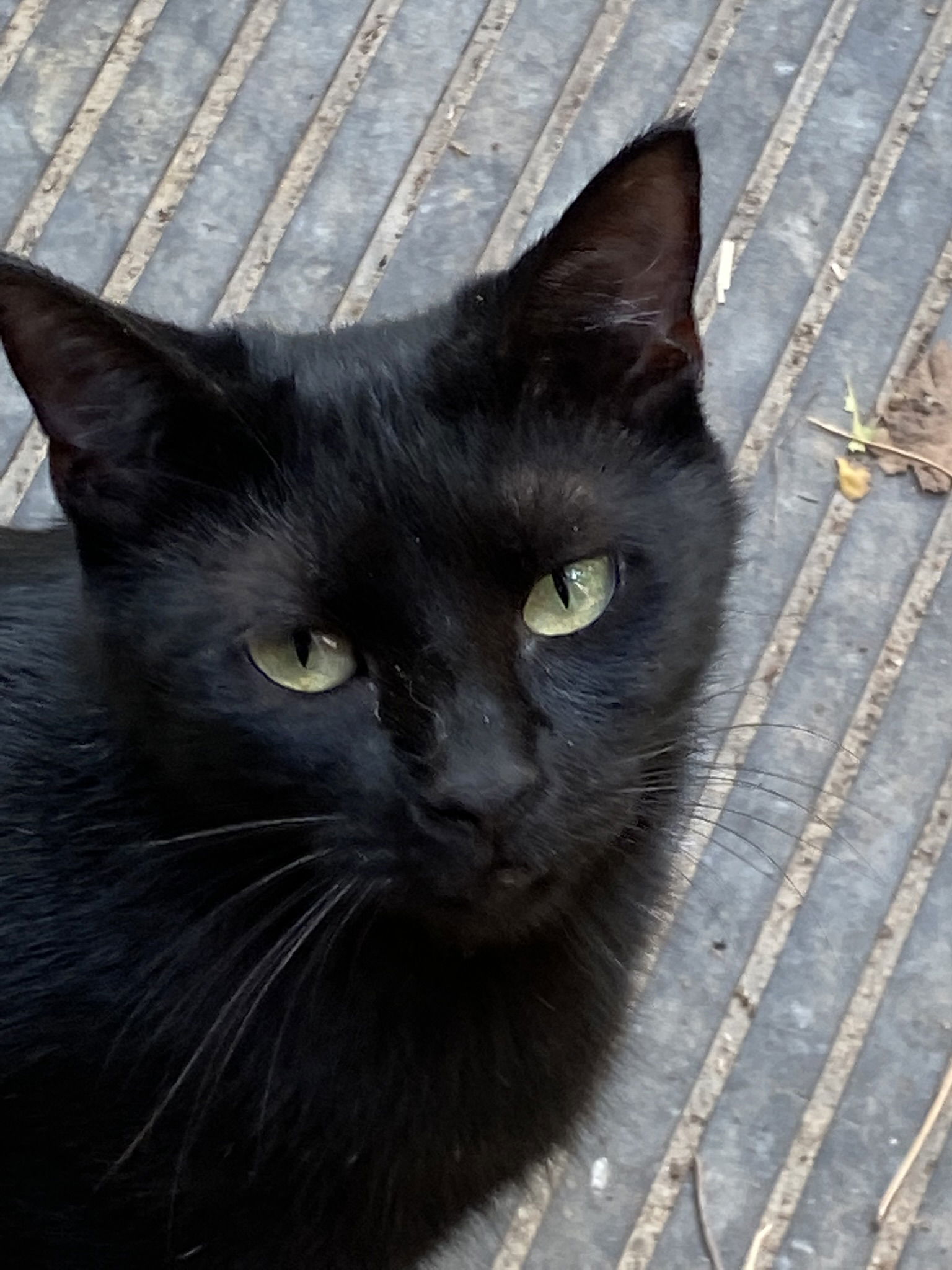 Sasha, an adoptable Domestic Short Hair in Drasco, AR, 72530 | Photo Image 1