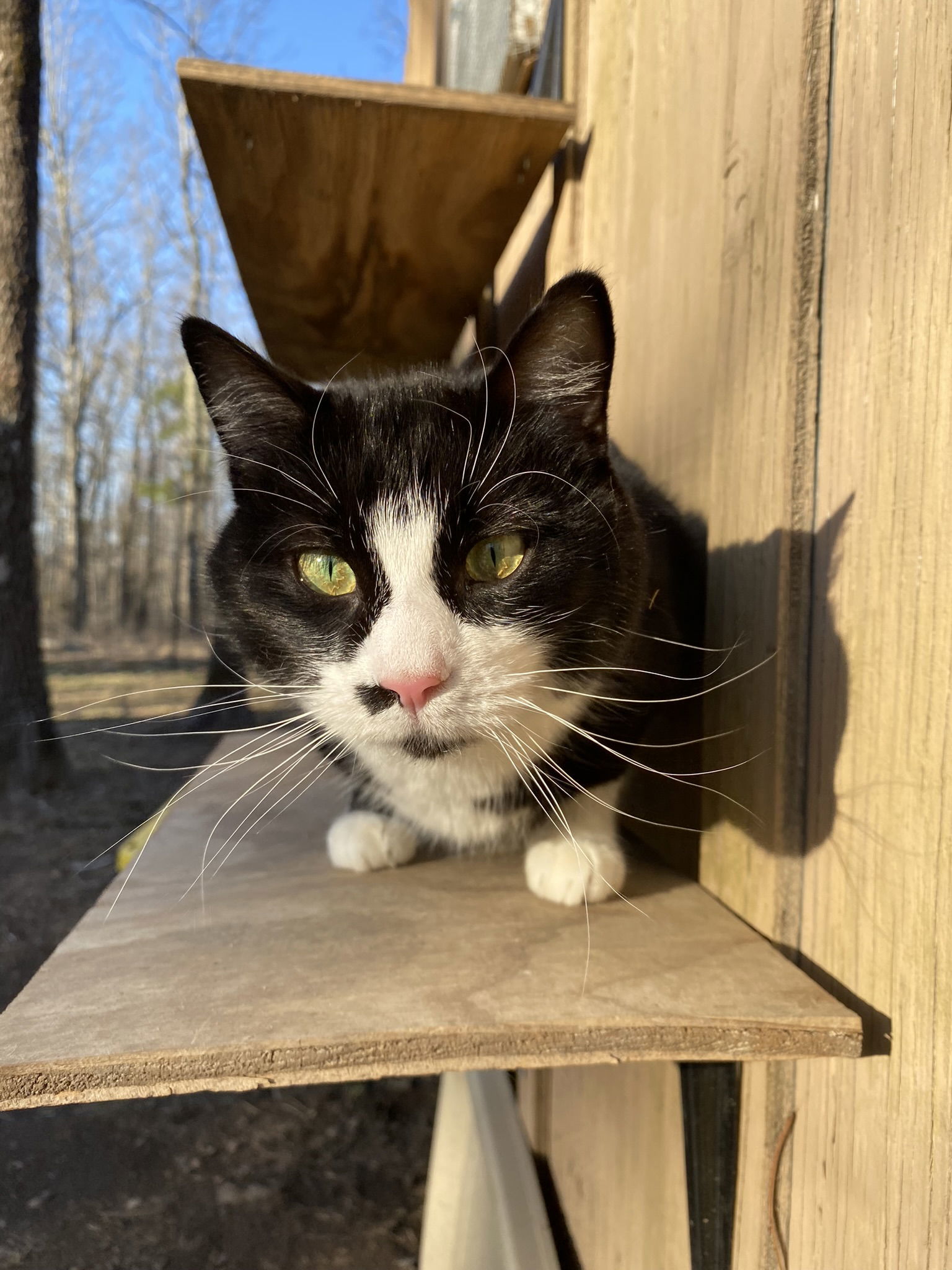 Toula Moon, an adoptable Domestic Short Hair in Drasco, AR, 72530 | Photo Image 1