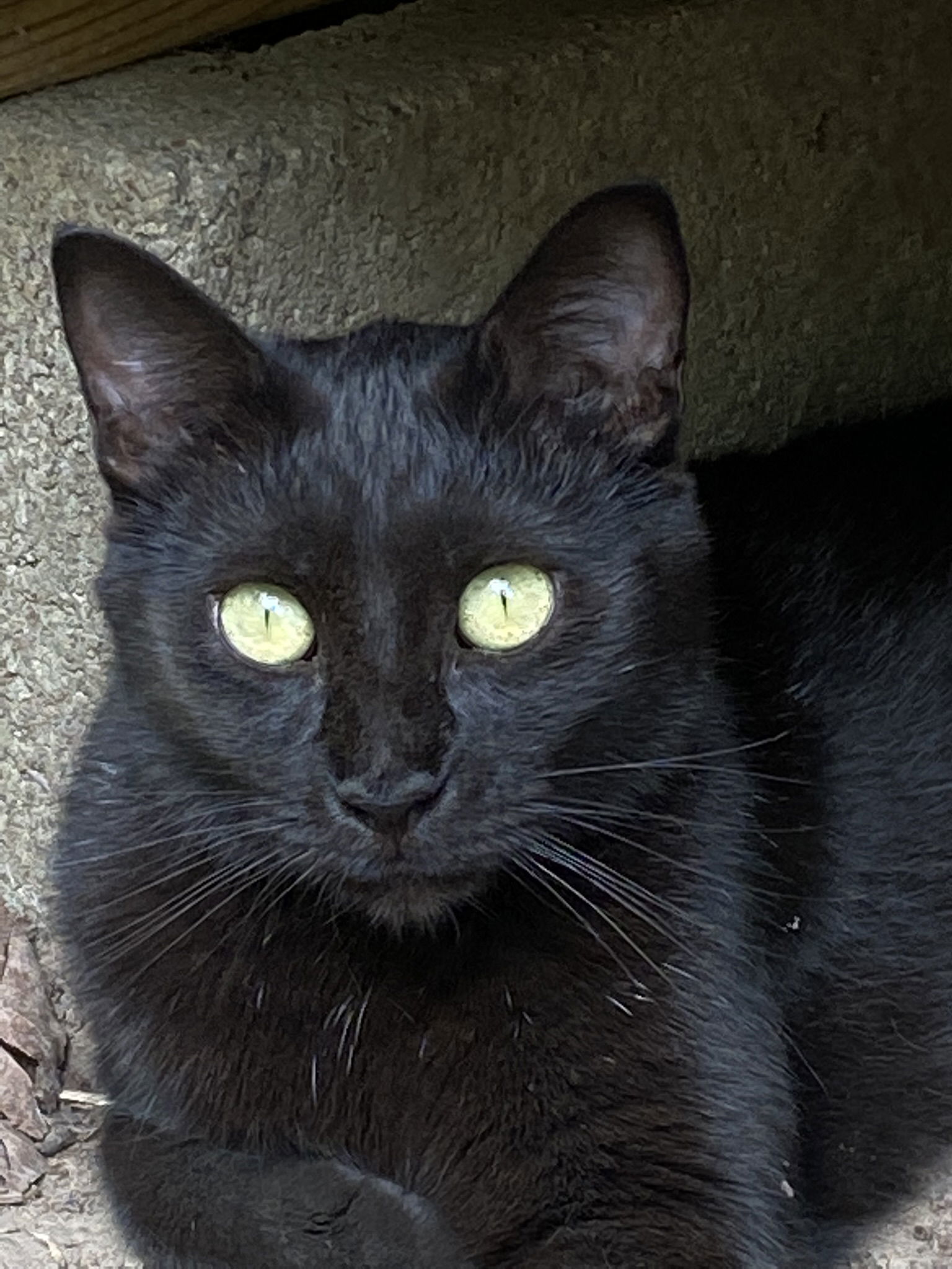 Amalia, an adoptable Domestic Short Hair in Drasco, AR, 72530 | Photo Image 1