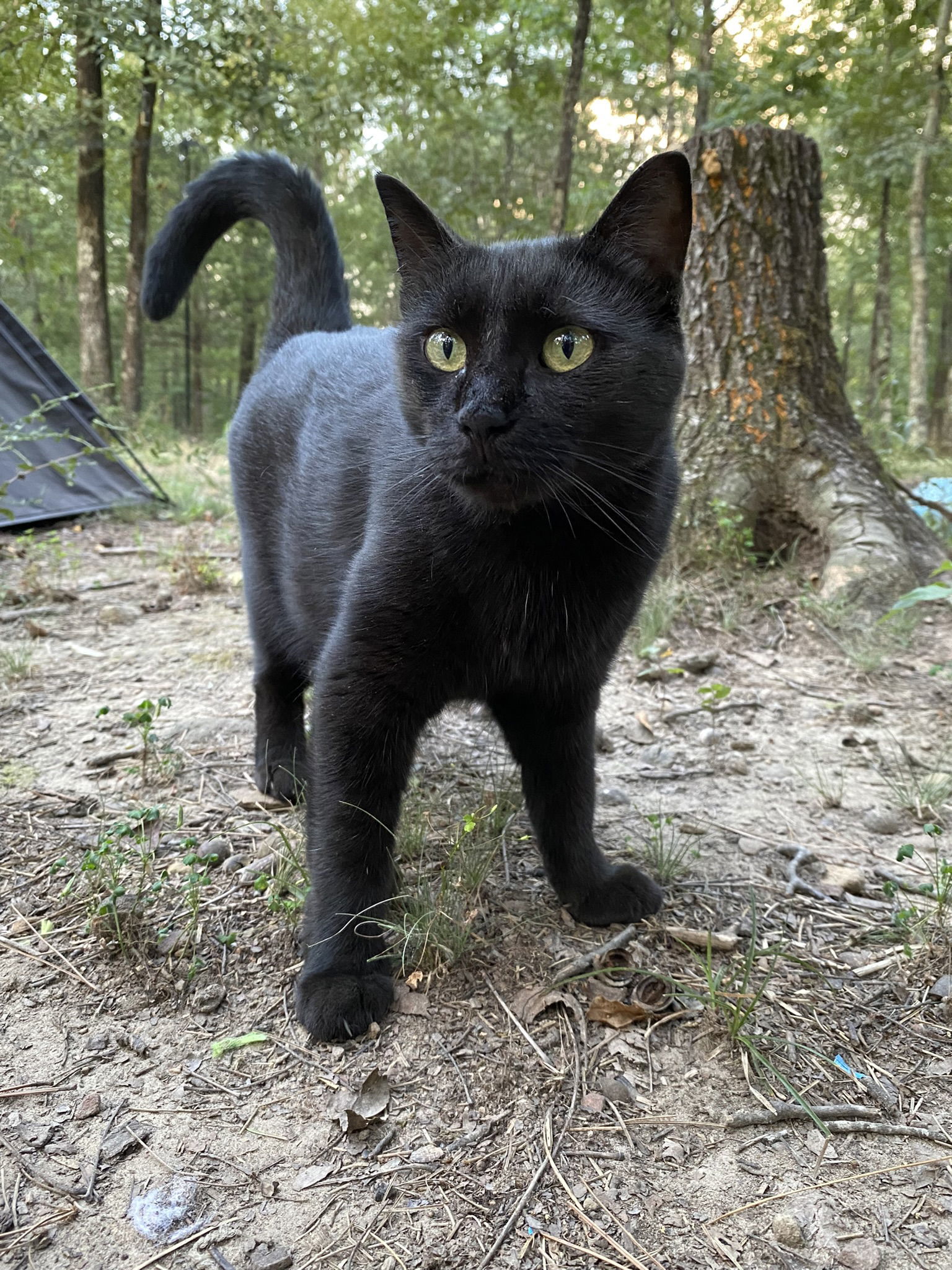 Amalia, an adoptable Domestic Short Hair in Drasco, AR, 72530 | Photo Image 2