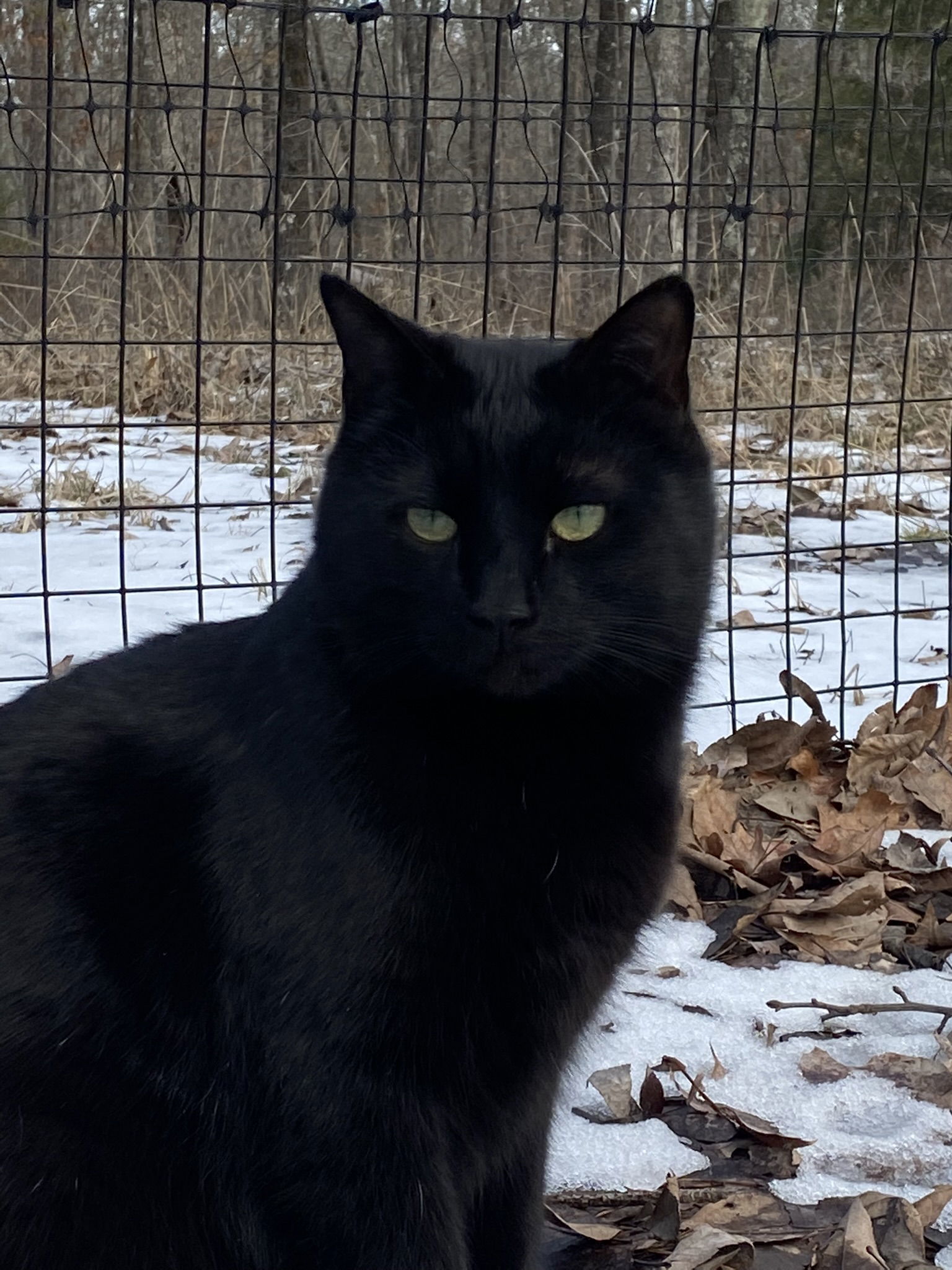 Lavon, an adoptable Domestic Short Hair in Drasco, AR, 72530 | Photo Image 1