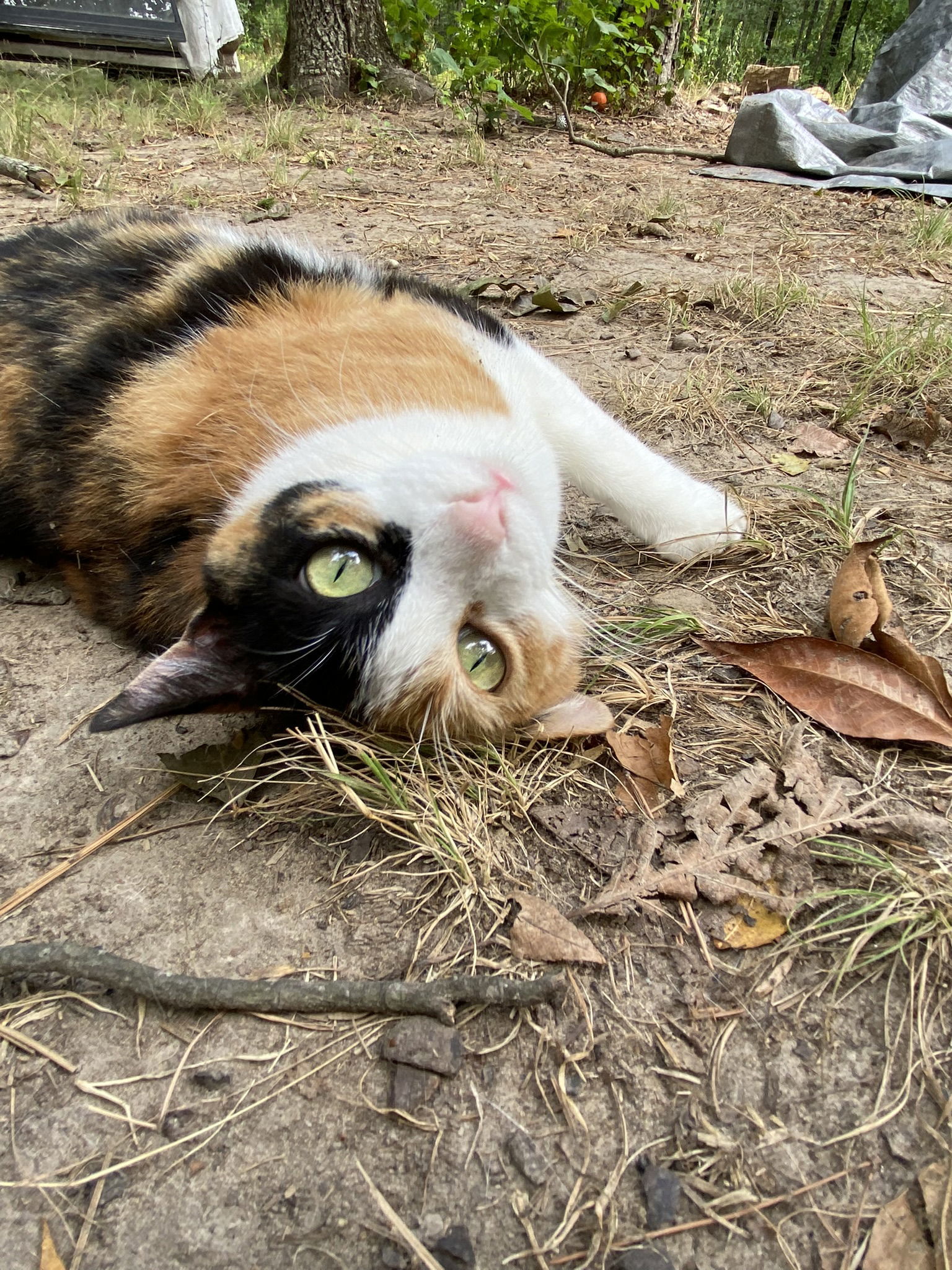 Penelope, an adoptable Domestic Short Hair, Calico in Drasco, AR, 72530 | Photo Image 1