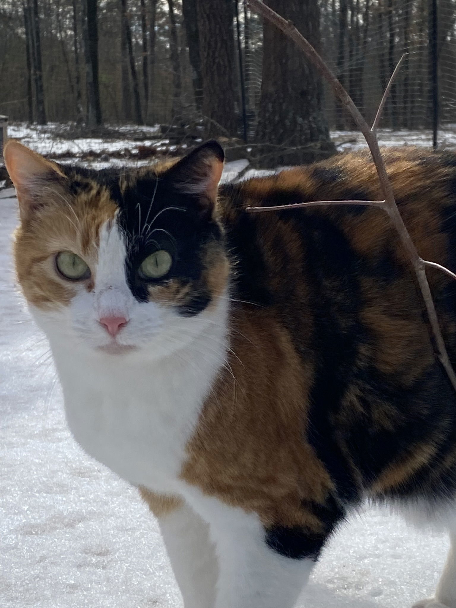 Penelope, an adoptable Domestic Short Hair, Calico in Drasco, AR, 72530 | Photo Image 2