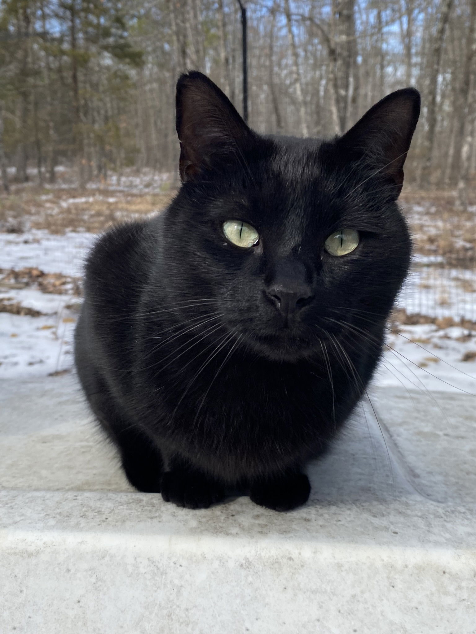 Leeroy, an adoptable Domestic Short Hair in Drasco, AR, 72530 | Photo Image 1