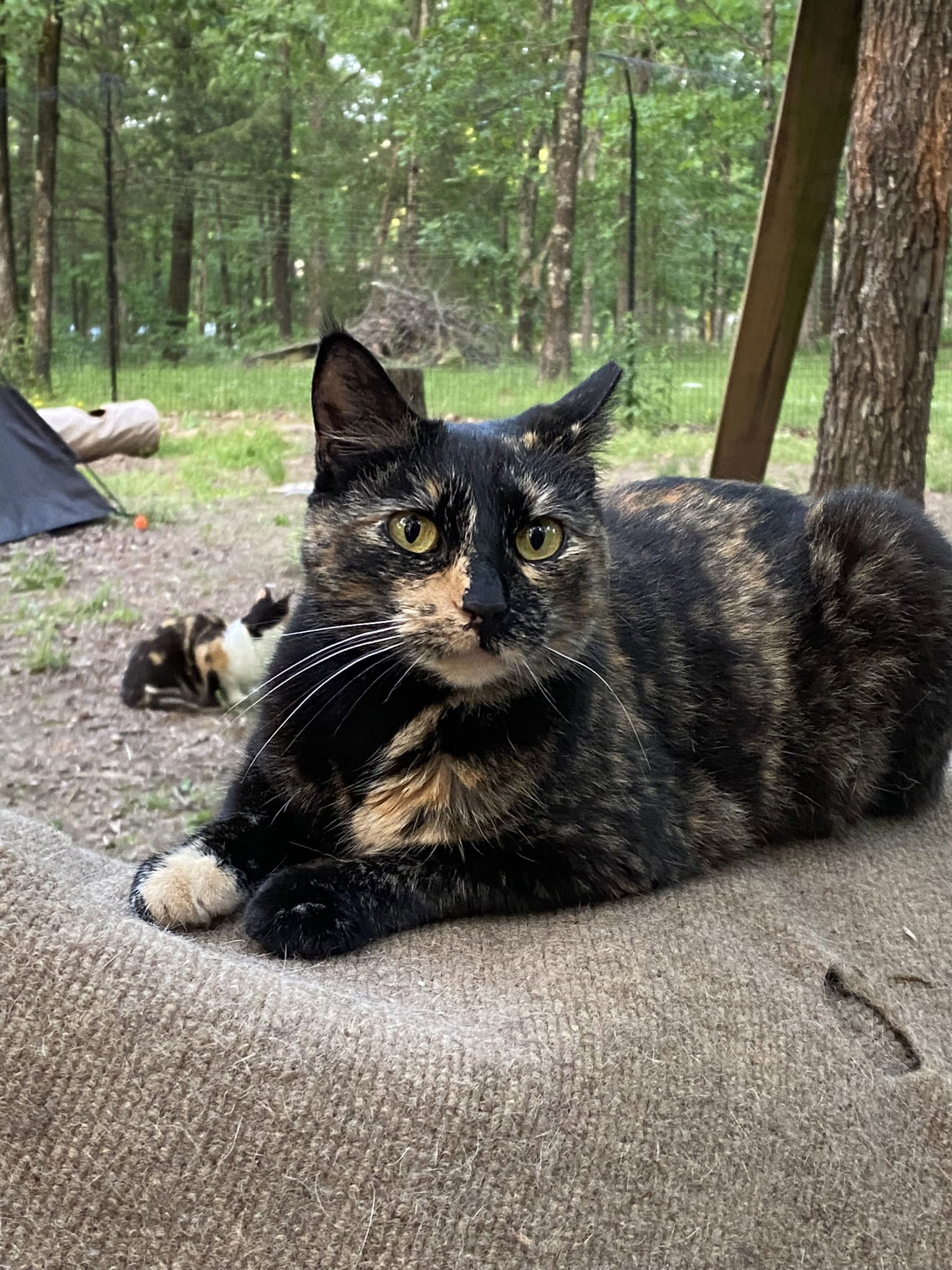 Nova, an adoptable Tortoiseshell in Drasco, AR, 72530 | Photo Image 1