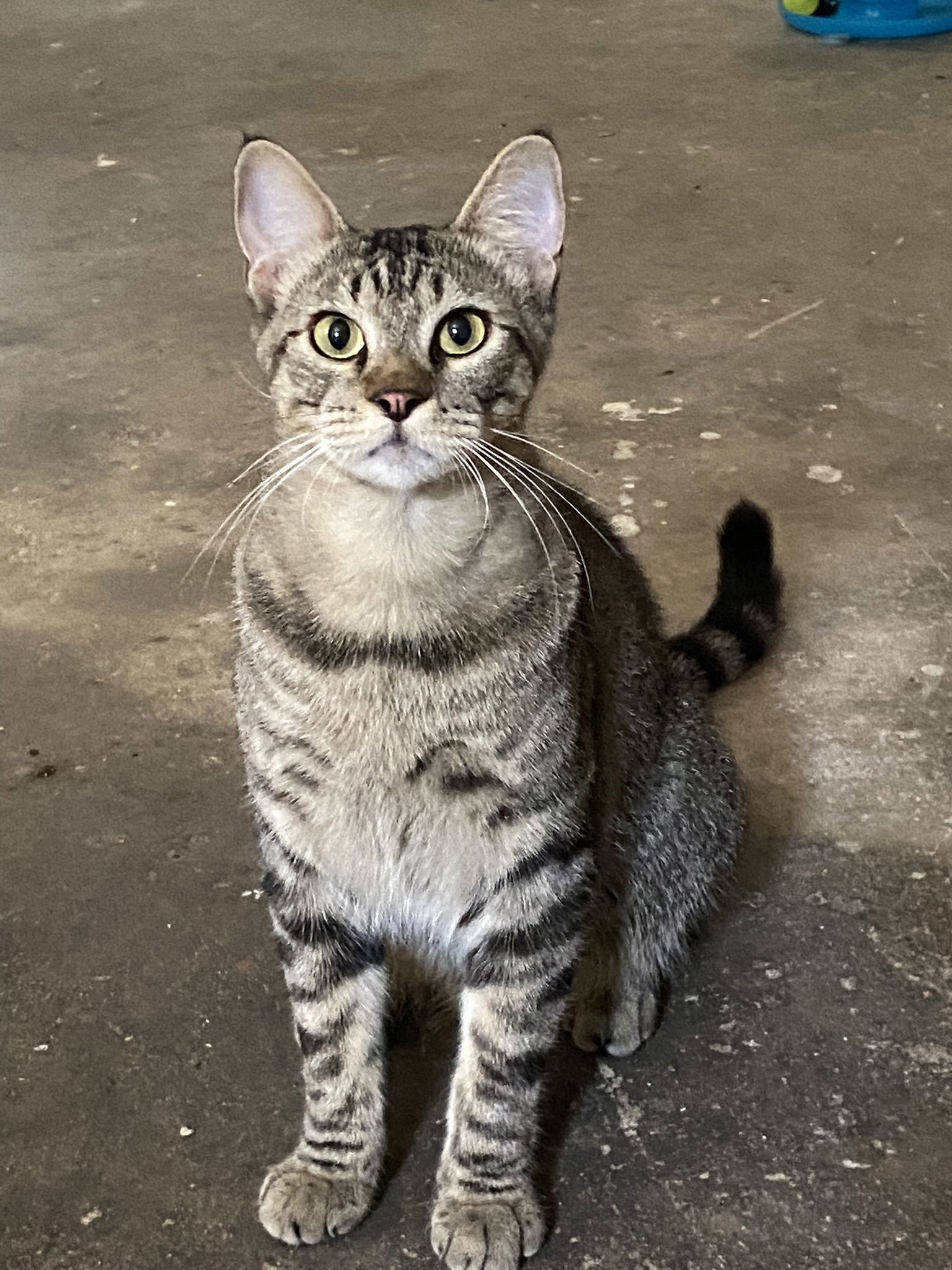 Fabian, an adoptable Tabby, American Shorthair in Drasco, AR, 72530 | Photo Image 1