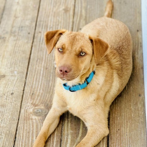 Harley, an adoptable Mixed Breed in St. Charles, MO, 63303 | Photo Image 1