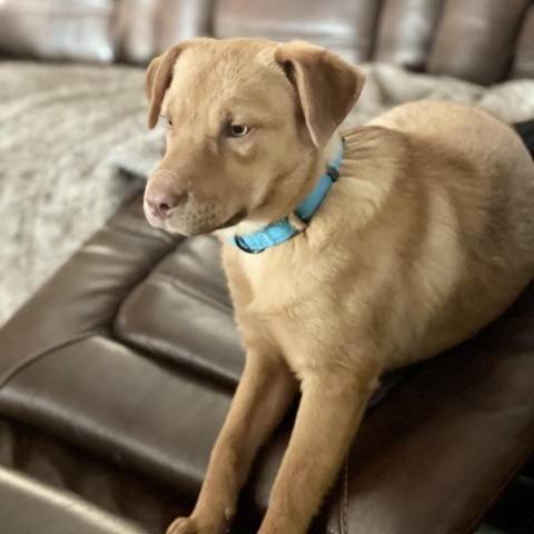 Harley, an adoptable Mixed Breed in St. Charles, MO, 63303 | Photo Image 2