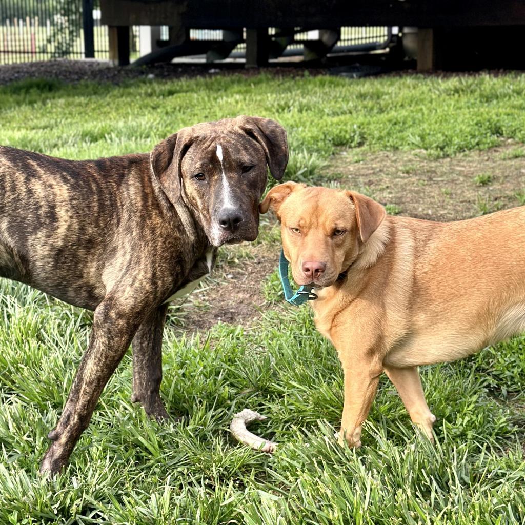 Harley, an adoptable Mixed Breed in St. Charles, MO, 63303 | Photo Image 2