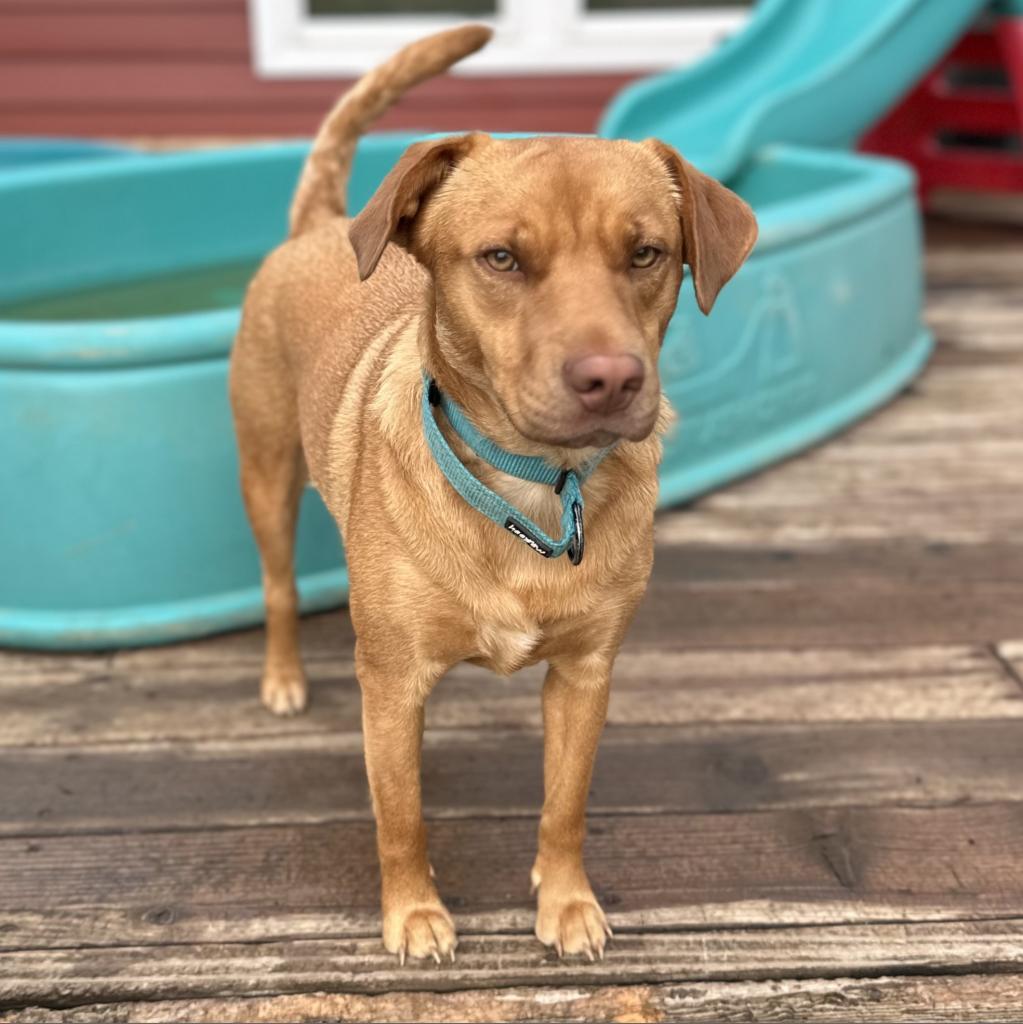 Harley, an adoptable Mixed Breed in St. Charles, MO, 63303 | Photo Image 3