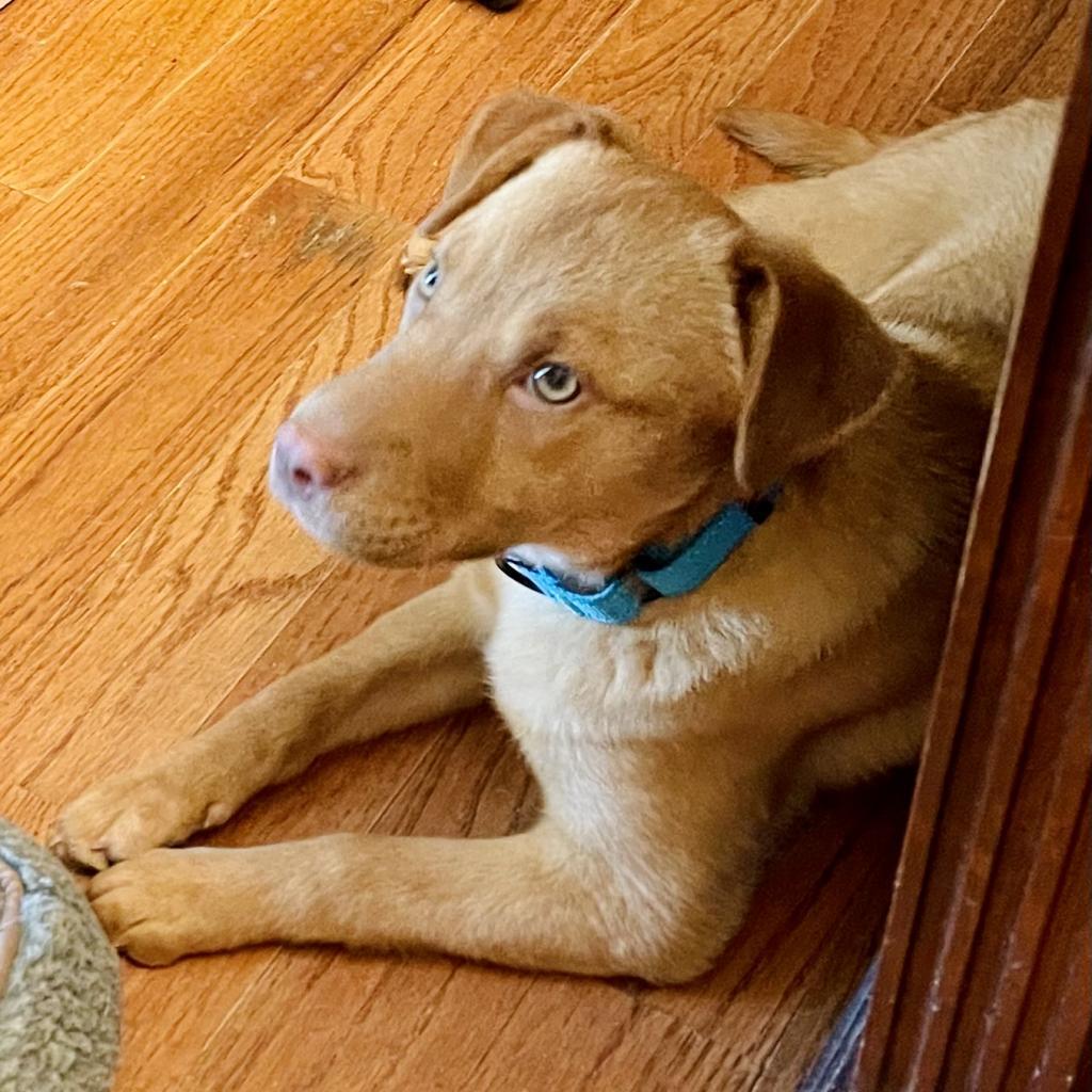 Harley, an adoptable Mixed Breed in St. Charles, MO, 63303 | Photo Image 6