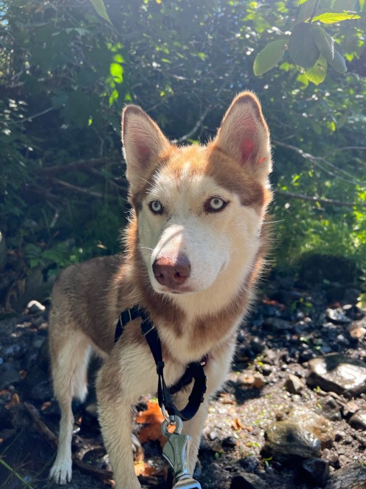 Cinnamon 2