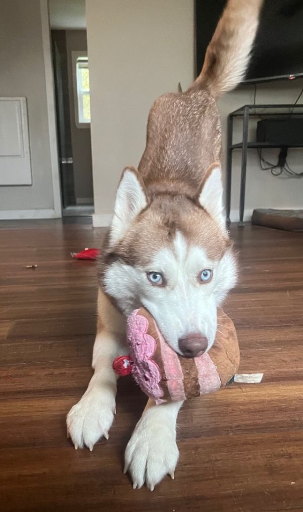 Cinnamon