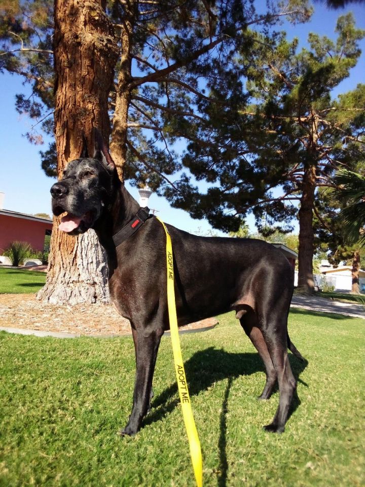 Great danes best sale up for adoption