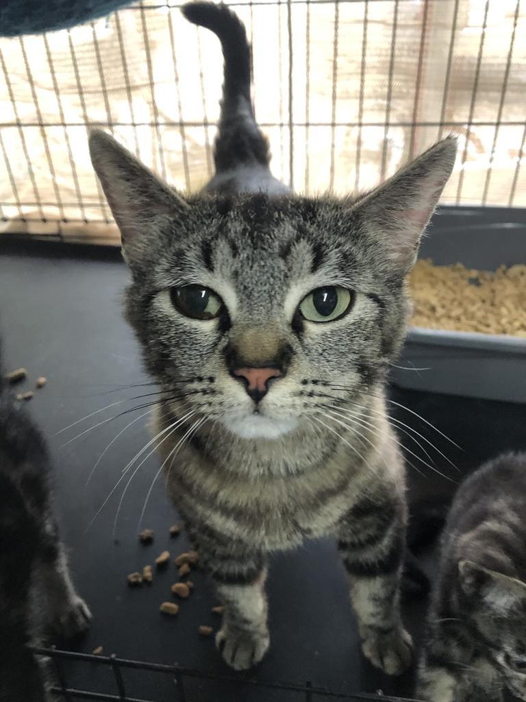 Baby Brownie, an adoptable Domestic Short Hair in Ontario, OR, 97914 | Photo Image 2