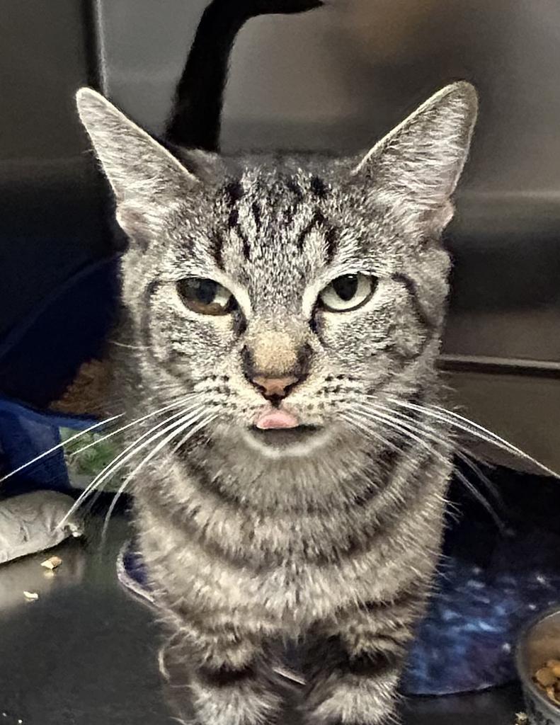 Baby Brownie, an adoptable Domestic Short Hair in Ontario, OR, 97914 | Photo Image 3