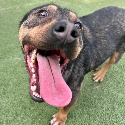 Jabba the mutt, an adoptable Mixed Breed in Pacific, MO, 63069 | Photo Image 1