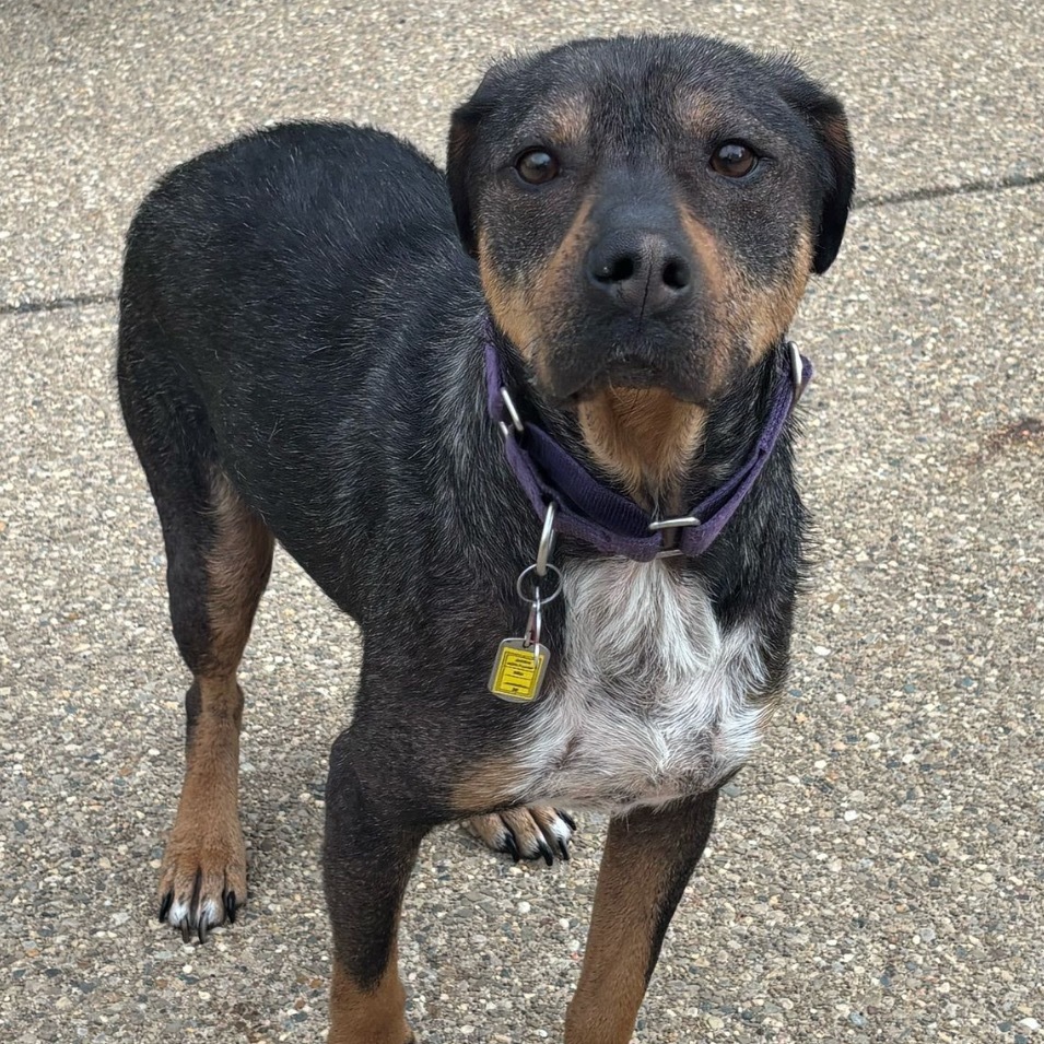 Jabba the mutt, an adoptable Mixed Breed in Pacific, MO, 63069 | Photo Image 1