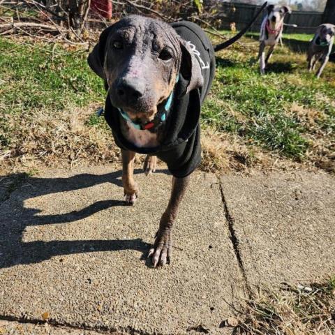 Jabba the mutt, an adoptable Mixed Breed in Pacific, MO, 63069 | Photo Image 2