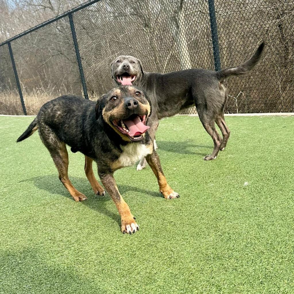 Jabba the mutt, an adoptable Mixed Breed in Pacific, MO, 63069 | Photo Image 2