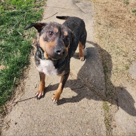 Jabba the mutt, an adoptable Mixed Breed in Pacific, MO, 63069 | Photo Image 3