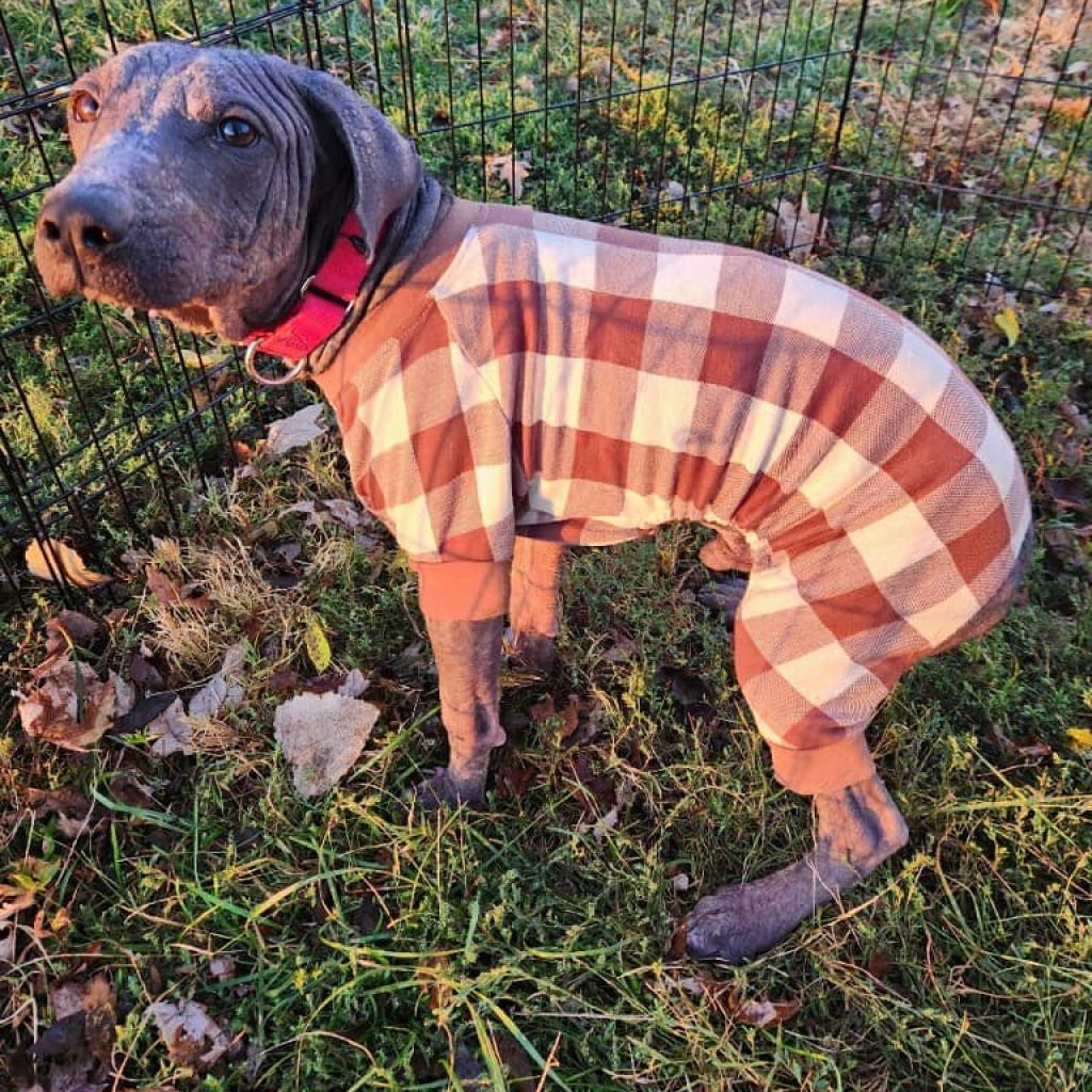 Jabba the mutt, an adoptable Mixed Breed in Pacific, MO, 63069 | Photo Image 3