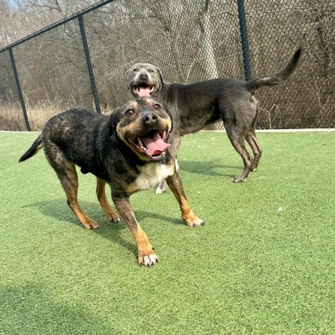 Jabba the mutt, an adoptable Mixed Breed in Pacific, MO, 63069 | Photo Image 4