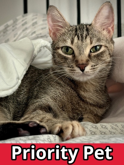 Debbie `A PRIORITY PET`, an adoptable Domestic Short Hair in Columbia, SC, 29211 | Photo Image 1