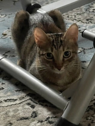 Debbie `A PRIORITY PET`, an adoptable Domestic Short Hair in Columbia, SC, 29211 | Photo Image 2