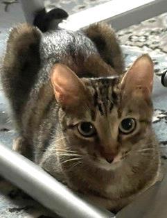 Debbie `A PRIORITY PET`, an adoptable Domestic Short Hair in Columbia, SC, 29211 | Photo Image 2