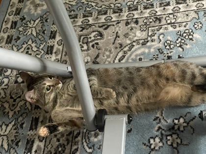 Debbie `A PRIORITY PET`, an adoptable Domestic Short Hair in Columbia, SC, 29211 | Photo Image 3