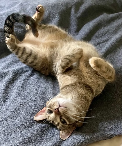 Debbie `A PRIORITY PET`, an adoptable Domestic Short Hair in Columbia, SC, 29211 | Photo Image 3