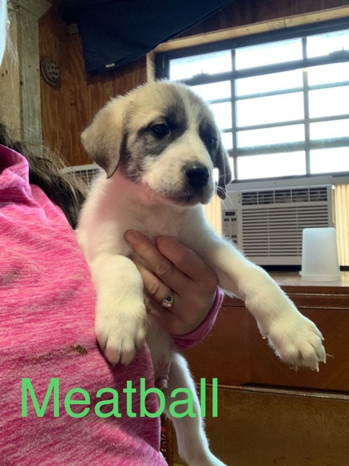 Meatball, an adoptable Great Pyrenees & Anatolian Shepherd Mix in San Angelo, TX_image-4