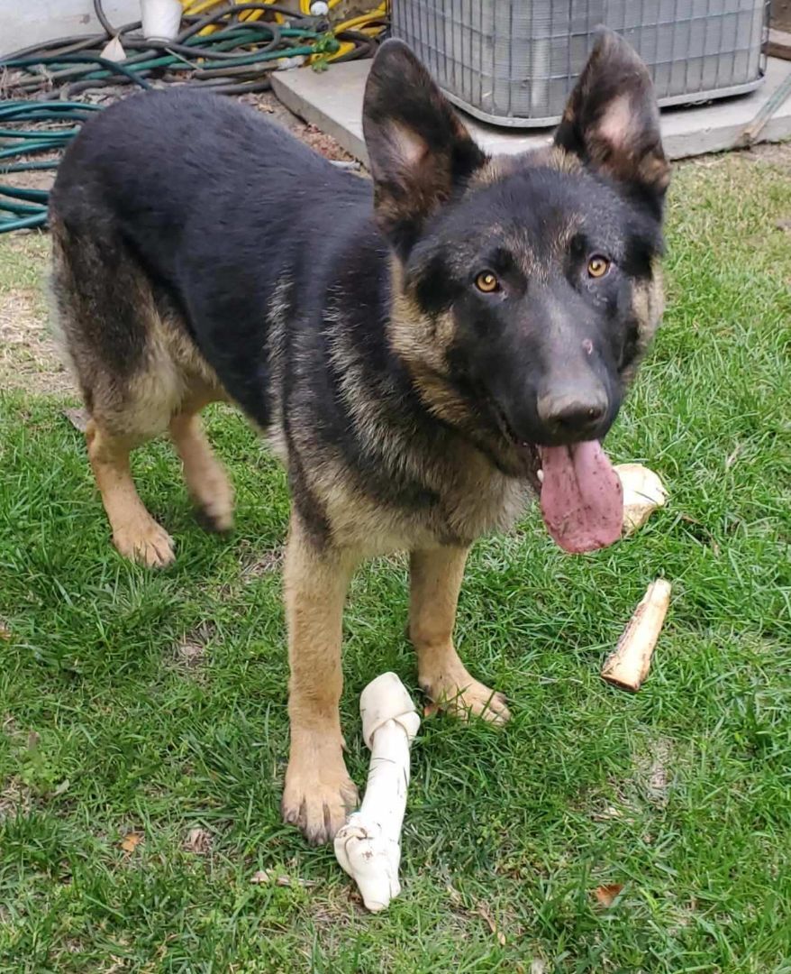 black german shepherd malinois mix