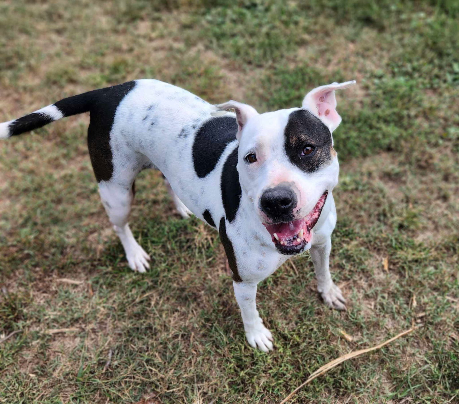 DELILAH(terrier)