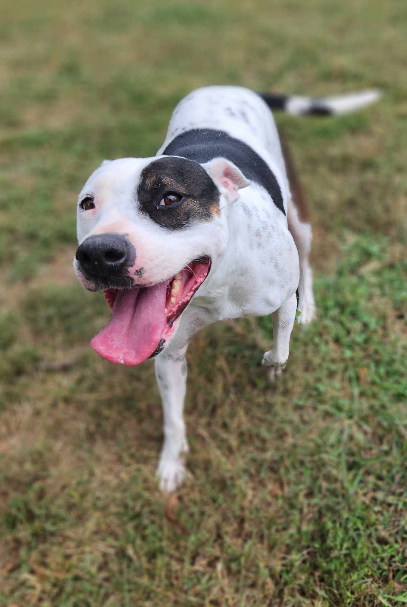 DELILAH(terrier)